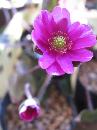 雪割草3P1000円 (2).JPG