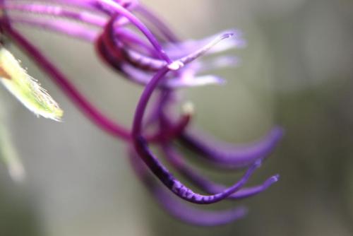 20170115 シコンノボタン 6.jpg