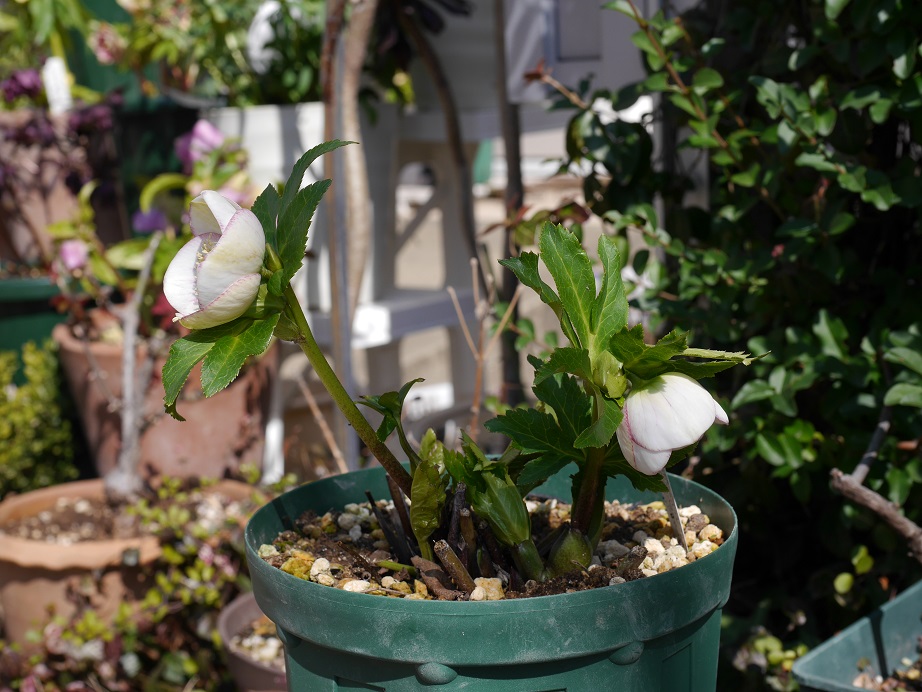 16th 大和園 パステリッシュストレイン交配 開花！ | 植物男子 