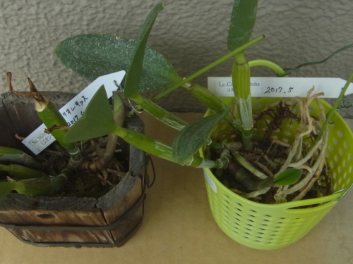 新芽の成長が進む植え込み材料なしのミニカトレア ユーチャンのブログ 新芽の成長が進む植え込み材料なしのミニカトレア ユーチャンのブログ
