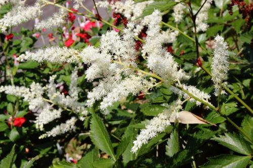 20160521 アスチルベ(白) 3.jpg