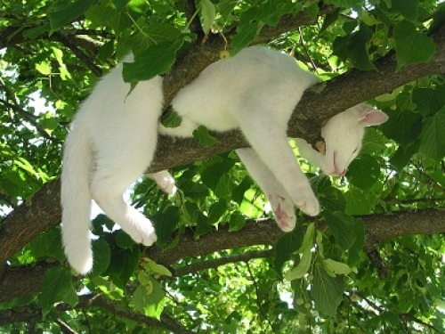 C:\fakepath\cat　relax tree02.jpg