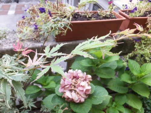 11 lunedi terazzo6.jpg