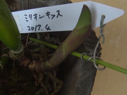 新芽の成長が進む植え込み材料なしのミニカトレア ユーチャンのブログ 新芽の成長が進む植え込み材料なしのミニカトレア ユーチャンのブログ
