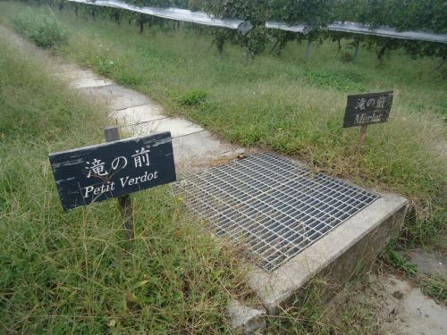 C:\fakepath\丸藤17.JPG
