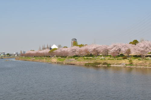 2013_04_05桜1.JPG