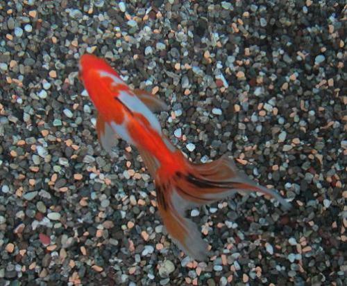 20150111 オーロラ.jpg