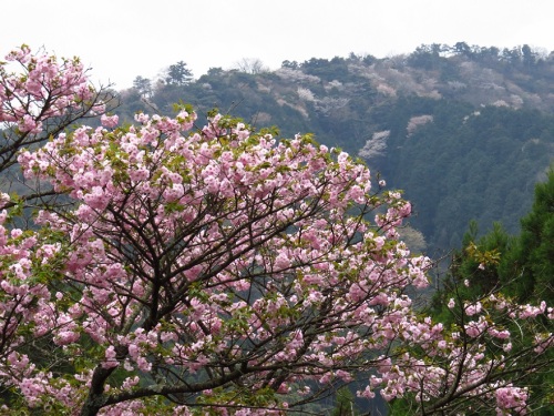 牡丹桜＆山2765.jpg