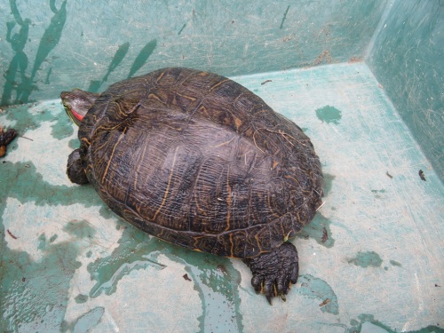 ミドリガメ アカミミガメ ひとさし指日記 楽天ブログ