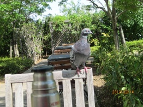 IMG_3122鳩.jpg