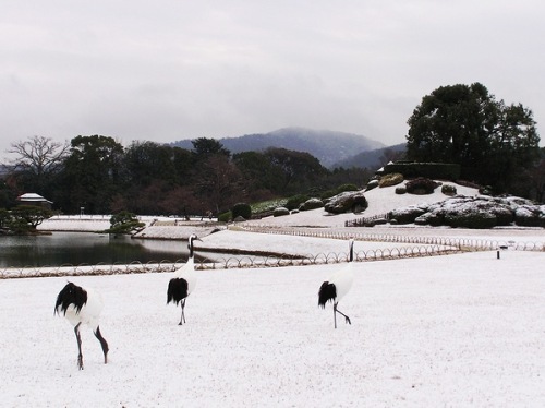 後楽園雪.jpg