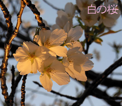 桜　白2.jpg