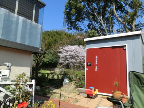 庭でお花見2015 (33).JPG