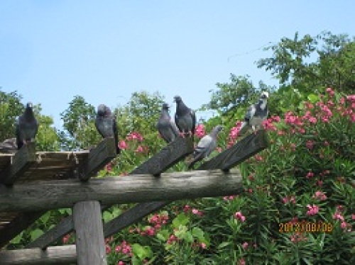 鳩.jpg