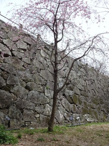 4.2016年 桜 福岡城 (10).JPG