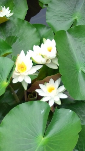 水蓮白.jpg
