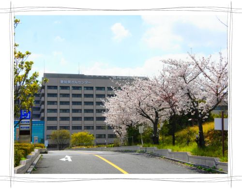 愛知県がんセンター　桜