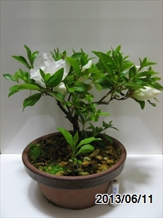 サツキ開花（品種不明）