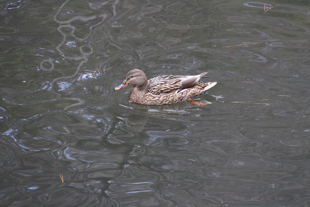 マガモ（明治神宮）