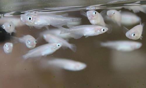 20150503 白メダカ.jpg