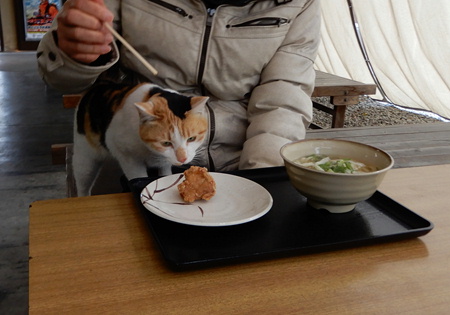 はなこちゃん うどん店なかむらさんの猫（香川県丸亀市） | あずきちゃん（猫）のお散歩ブログ - 楽天ブログ