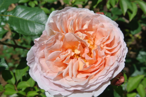 DSC_4253.JPG