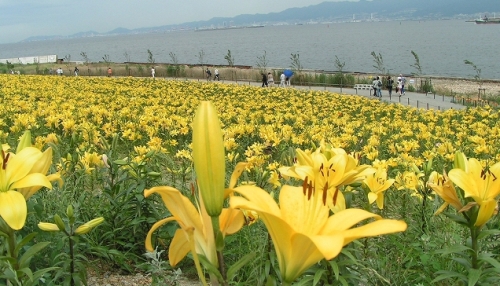 舞洲ユリ園（２）.jpg