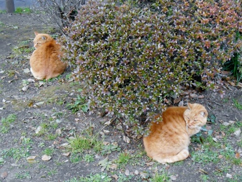 日比谷公園の猫