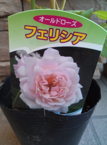 CAM01130.jpg