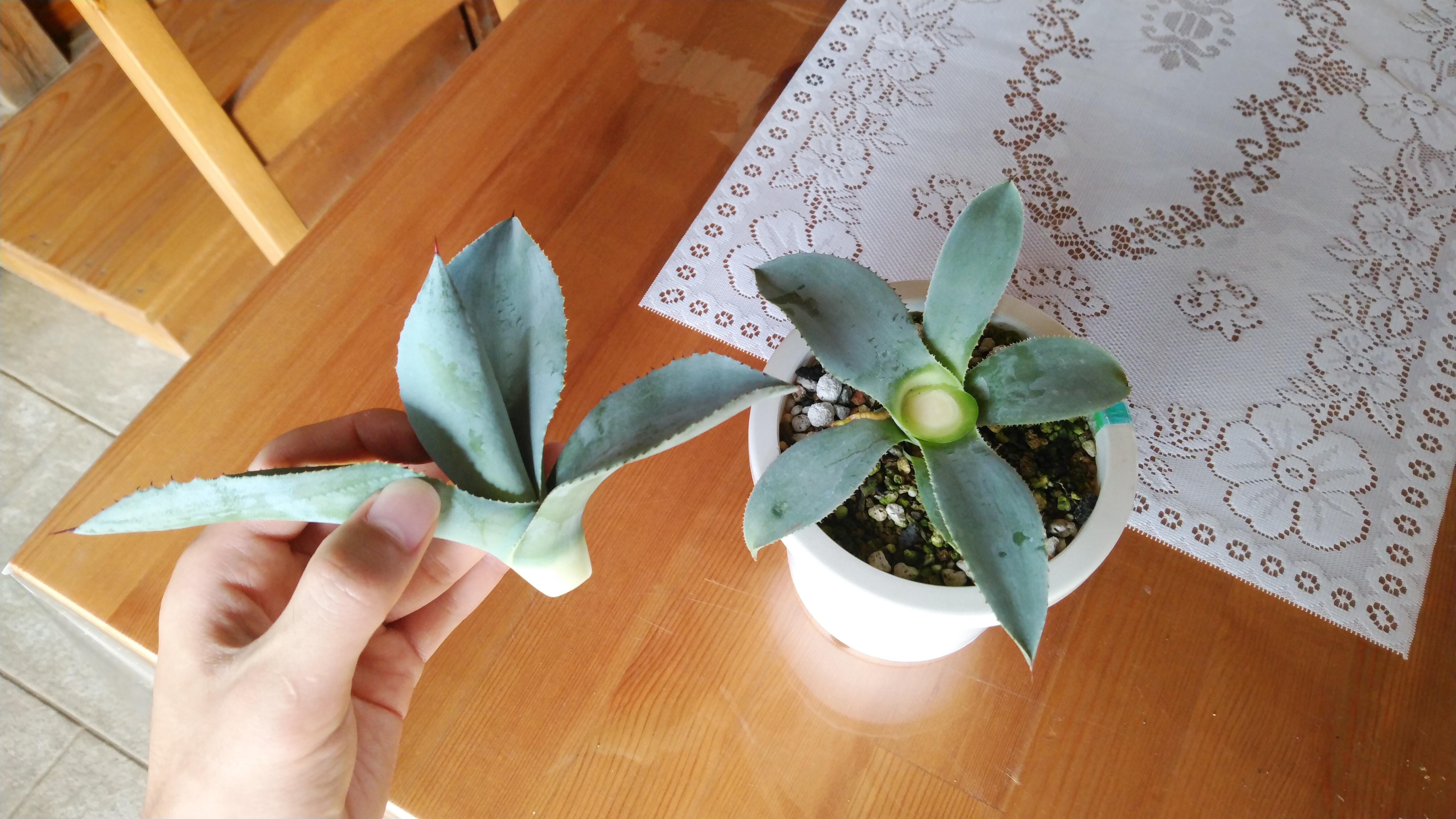 アガベの胴切り✂🌱 | YOSS🌱GARÐEN - 楽天ブログ アガベの胴切り✂🌱 | YOSS🌱GARÐEN - 楽天ブログ