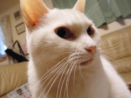 2013.12.21 033 - コピー.JPG
