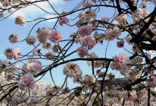 pict-造幣局　10　大沢桜.jpg