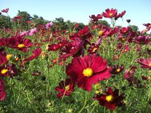赤コスモス.jpg