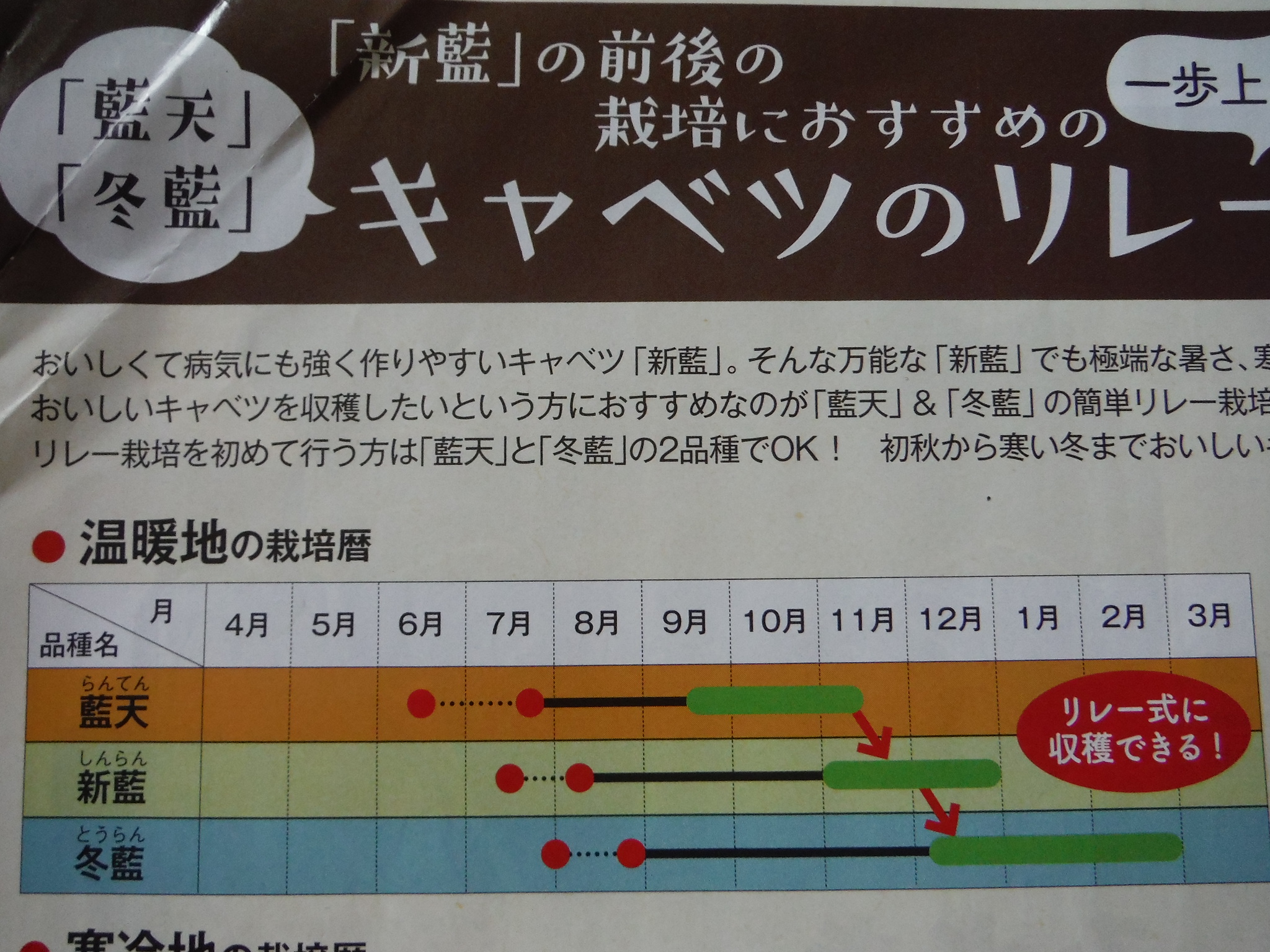 キャベツ苗 猛暑の中で定植 ４品種のリレー栽培 アラ古希夫婦の菜園生活 楽天ブログ