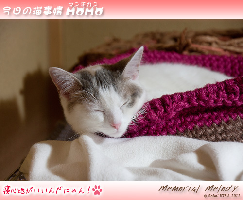 猫 ネコ マンチカンももちゃん今日の猫事情 munchkin_momo120520.jpg