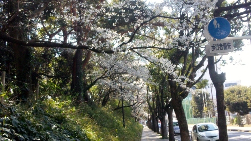 SH3J0461.jpg