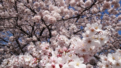 桜2.JPG