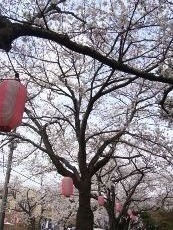 桜(V.2013_05_12__10_57_46).jpg