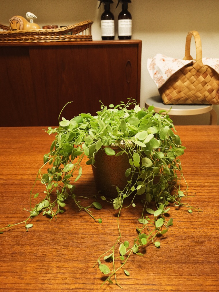 白樺ハンギングバスケットで、観葉植物を飾る♪ | kiki