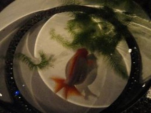 金魚8.JPG