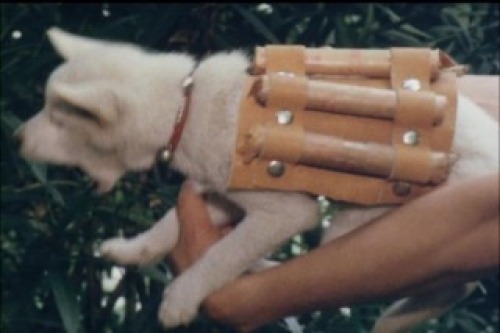 PDVD_013.jpg