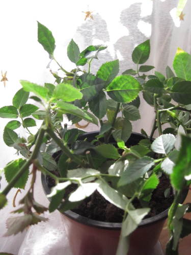 ダークサンレモ