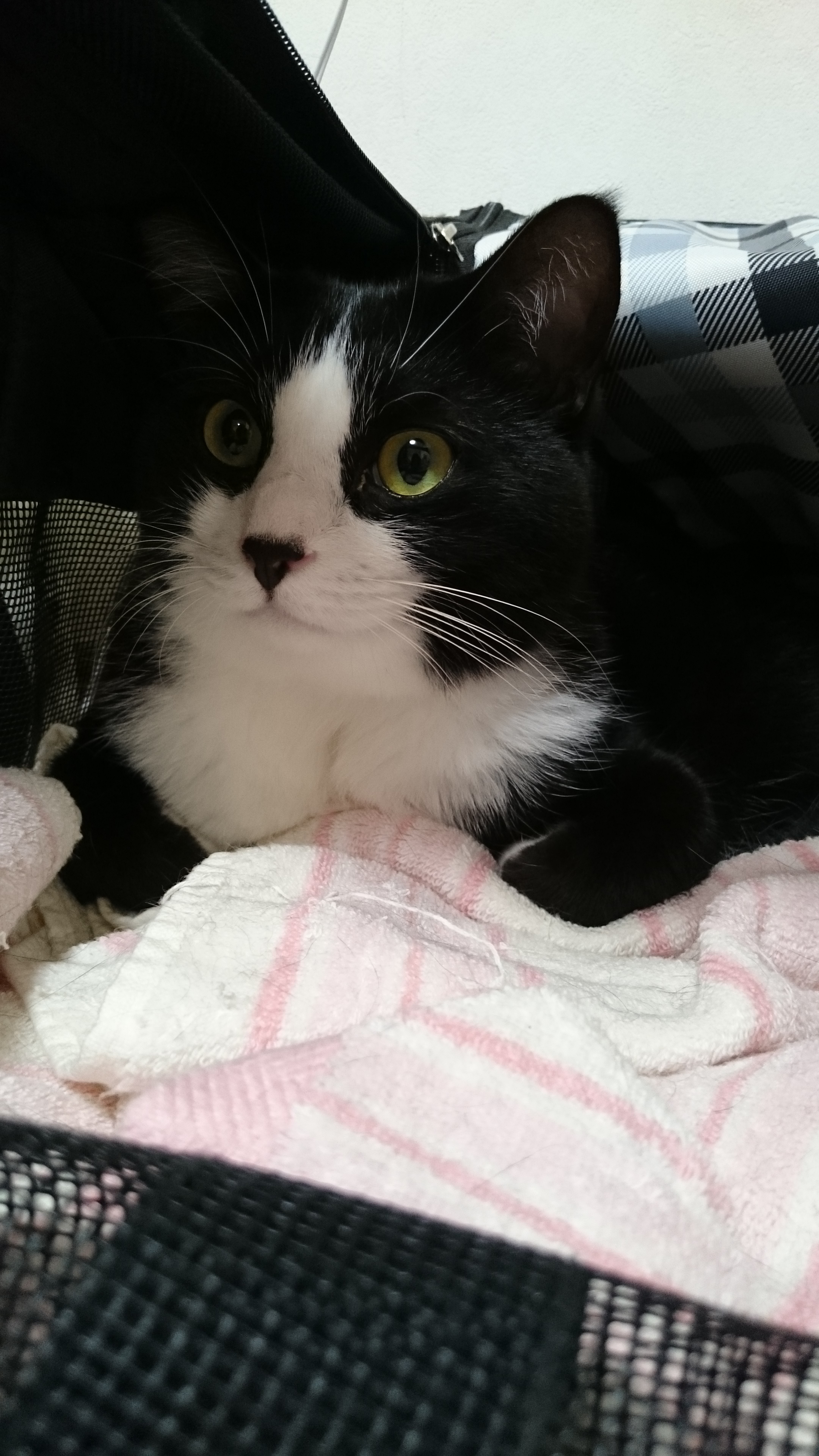 回復中 ハチワレ猫のはち 楽天ブログ