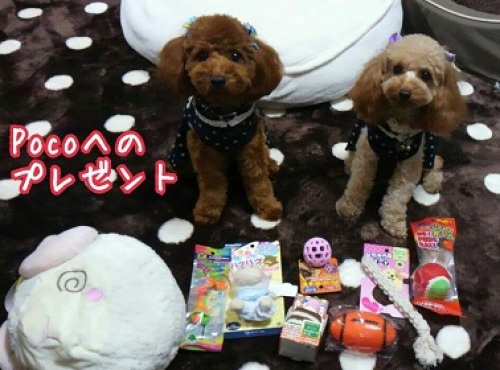 2014年11月01日 Pocoの誕生日(3).jpg