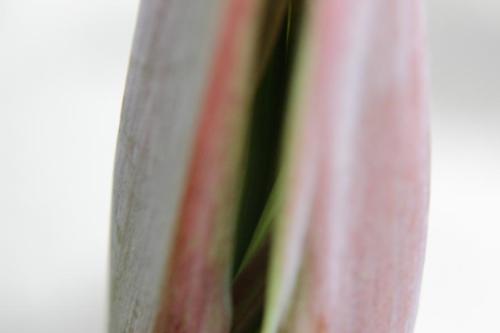 20160507 アマリリス 白.jpg