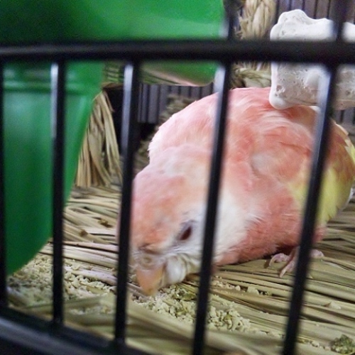 気になる鳥用品 セキセイインコの気になる 楽天ブログ 気になる鳥用品 セキセイインコの気になる 楽天ブログ
