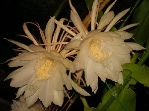 DSCN0156 (300x225).jpg