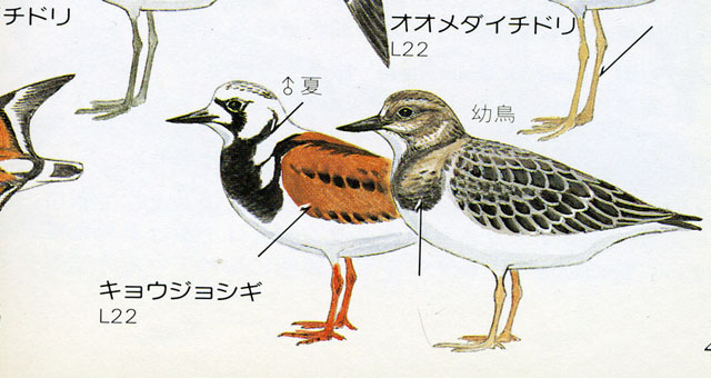 1mizubeno tori1996.JPG