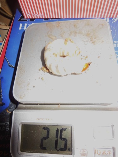 hB4cδ-29-29 (1).JPG