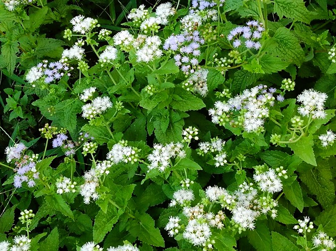          花の小径